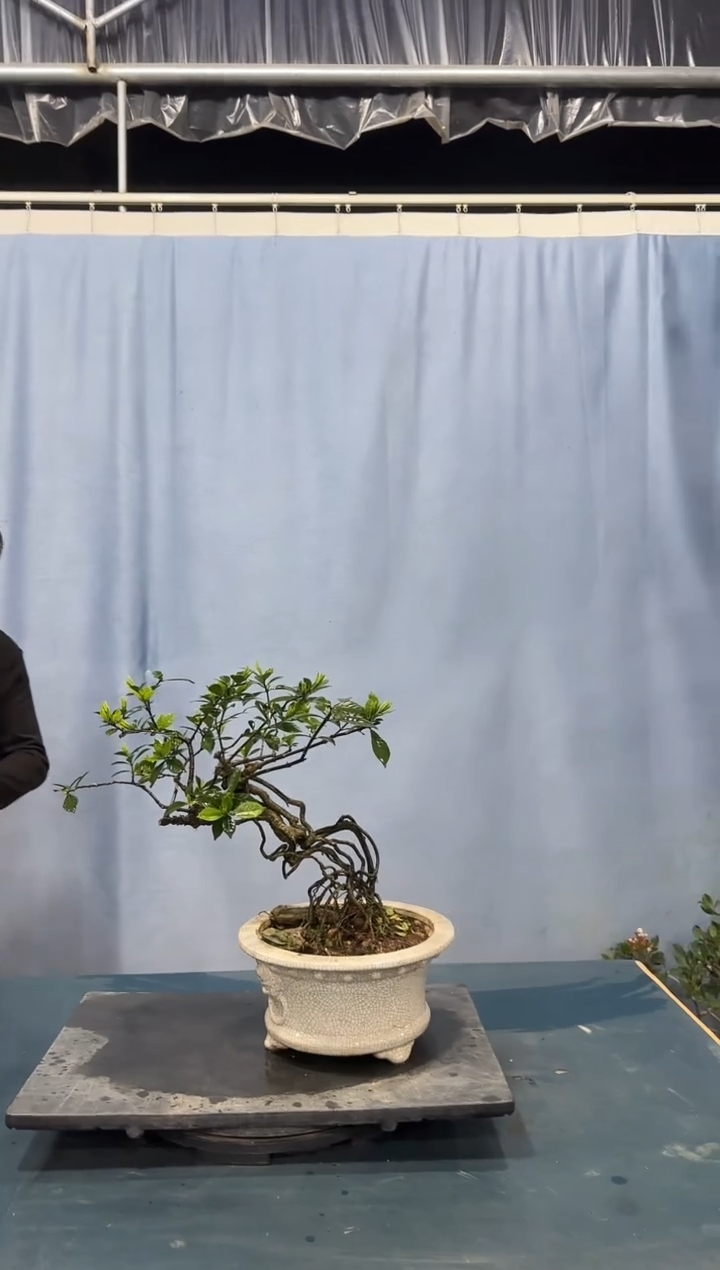 栀子花栀子花栀子花栀子花
