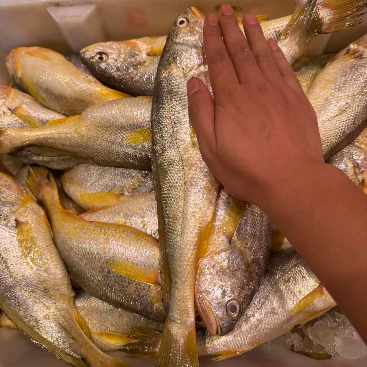 船冻海鲜礼包集合顺风冷链包邮