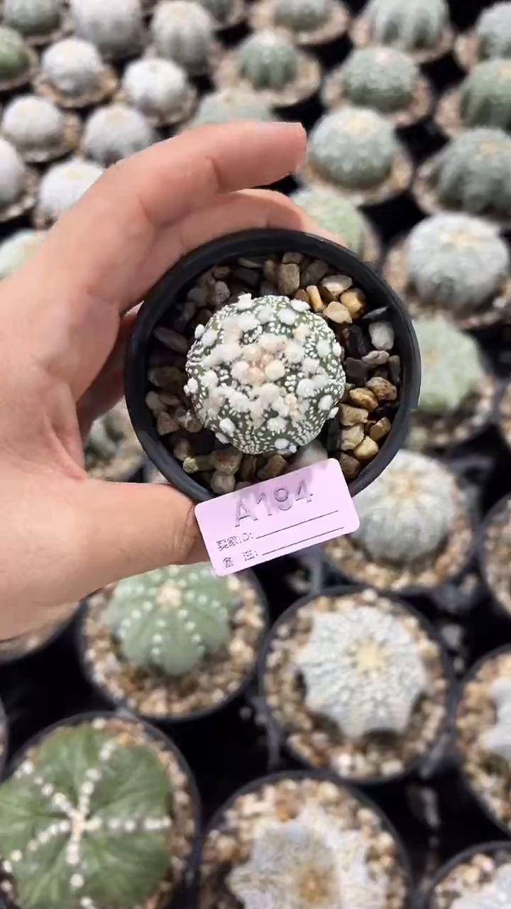 白毛羽立花园实生根星兜一颗编码A194