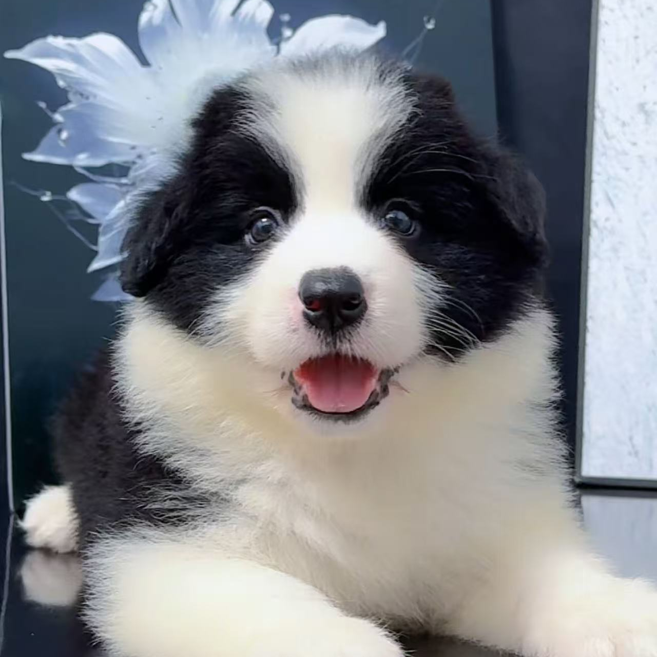 黑白色边境牧羊犬幼犬