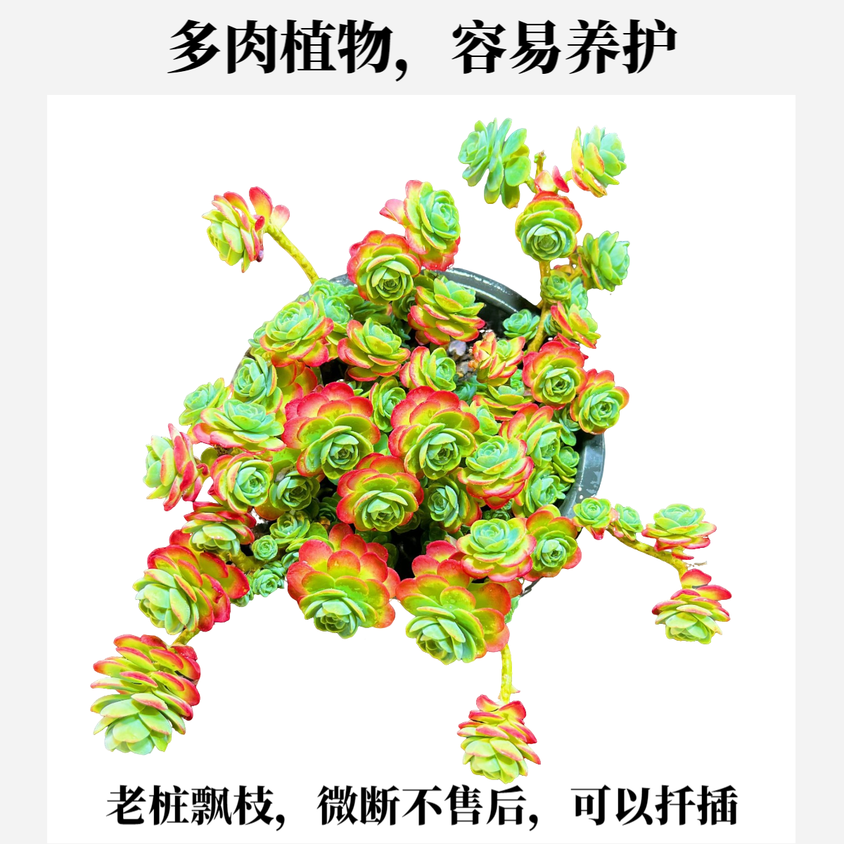 圆叶玫瑰薄化妆，微断枝不售后 脱土发 老桩多肉 多肉任意3单包邮
