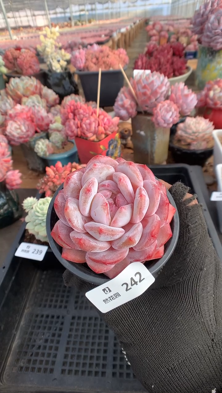 242粉星影多肉植物一物一拍