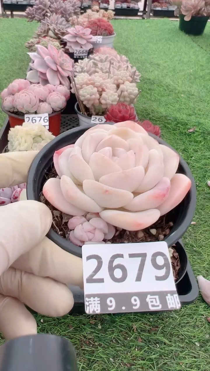 【闪购商品】信福多肉一物一拍