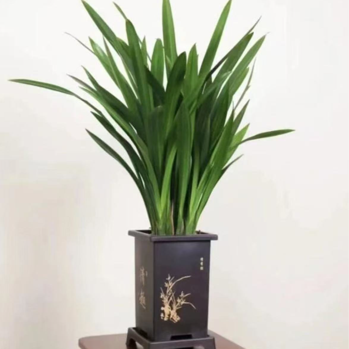 8-12苗 红宝石兰花盆栽开花建兰型易活室内观赏花卉绿植无花剑