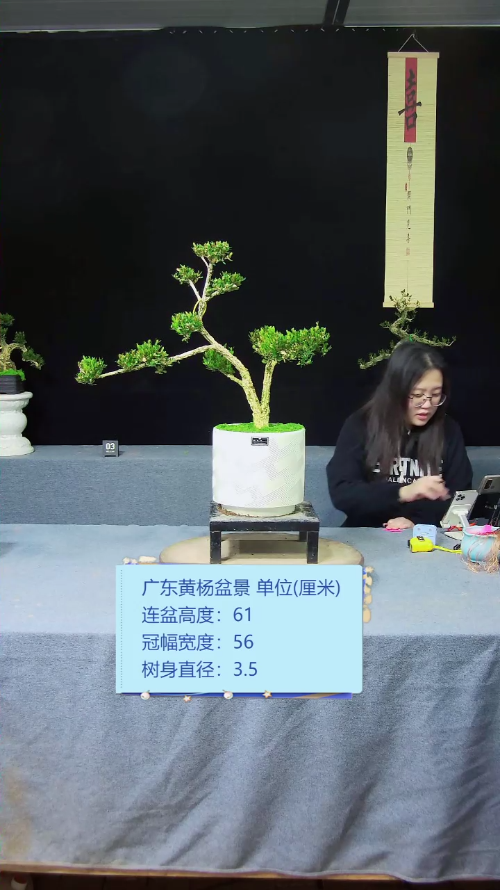 【闪购商品】黄杨盆景黄杨盆景