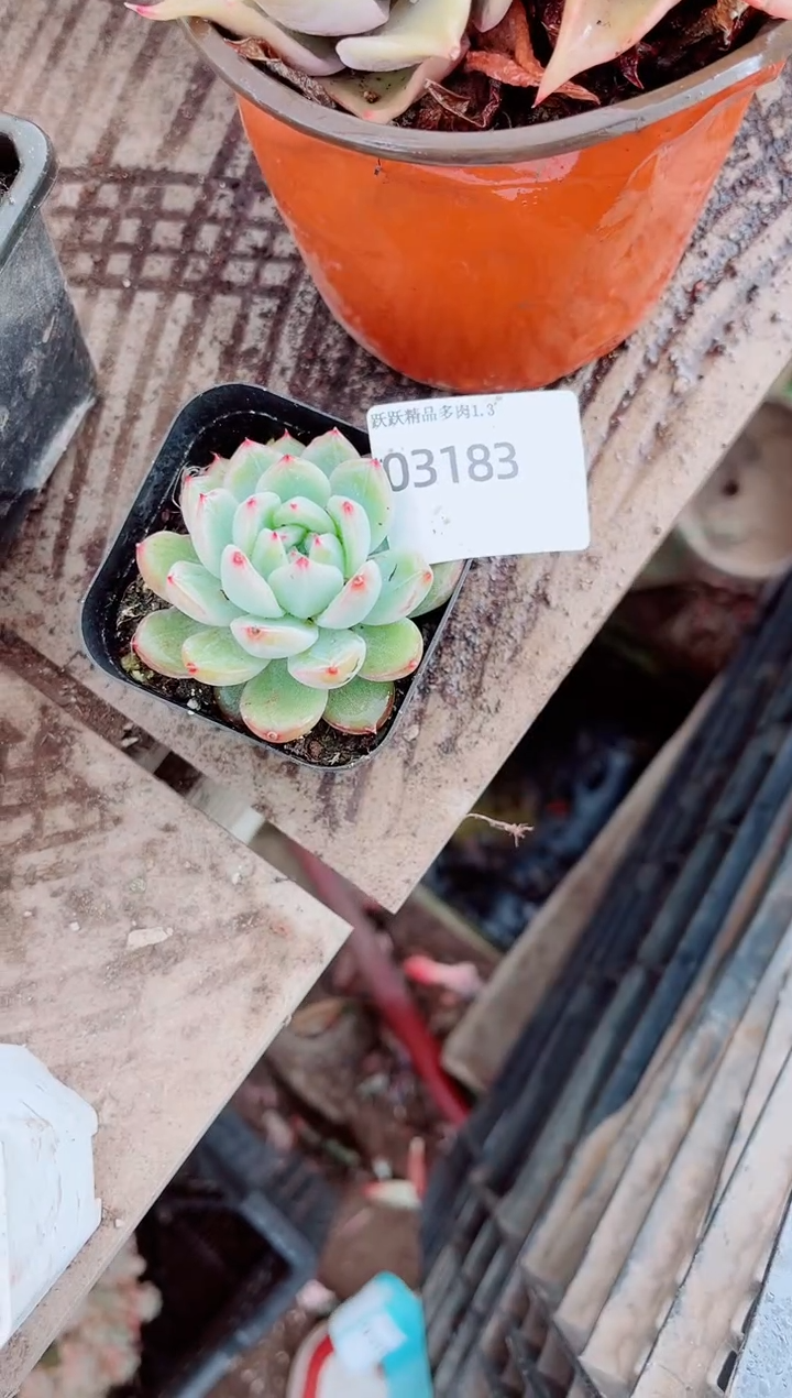 稻*跃跃精品多肉03183