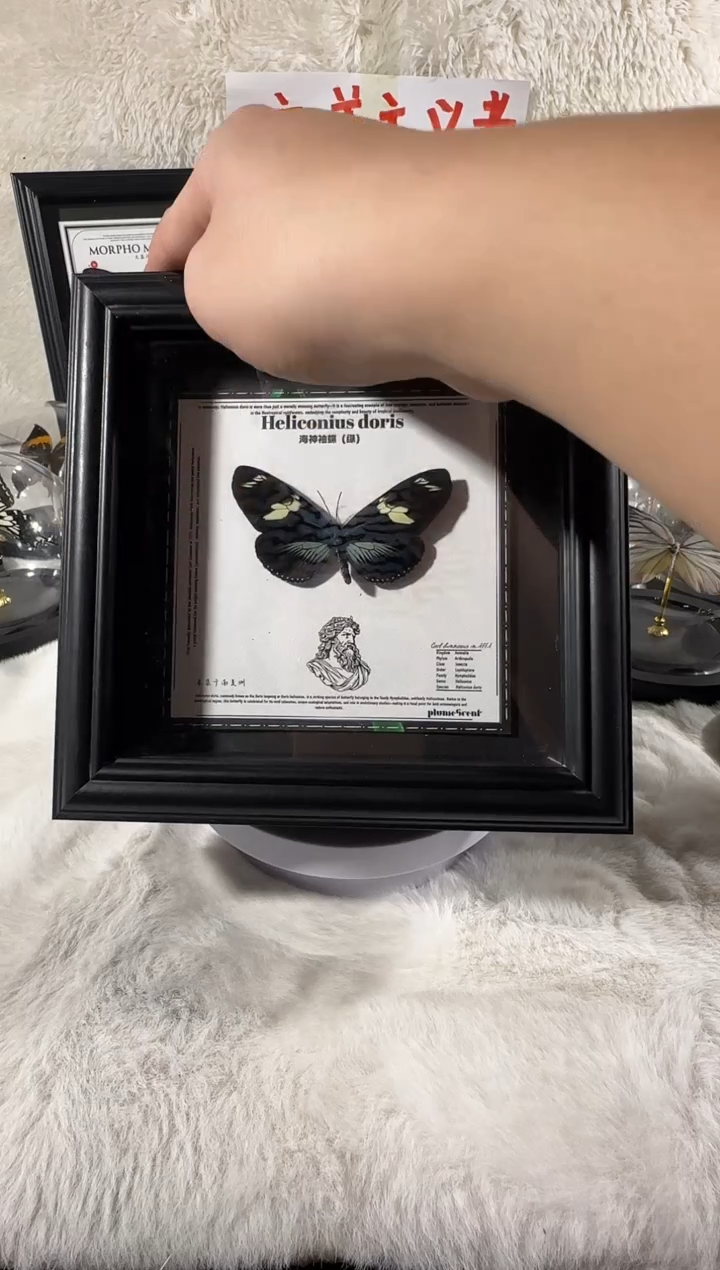 海神修蝶绿心相框   