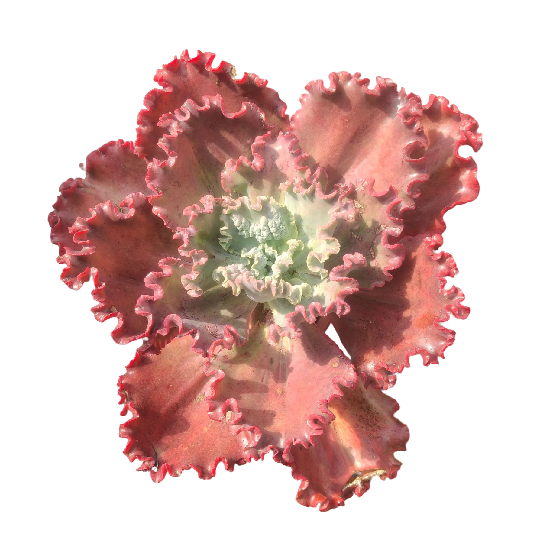 精品多肉 贝壳花粒