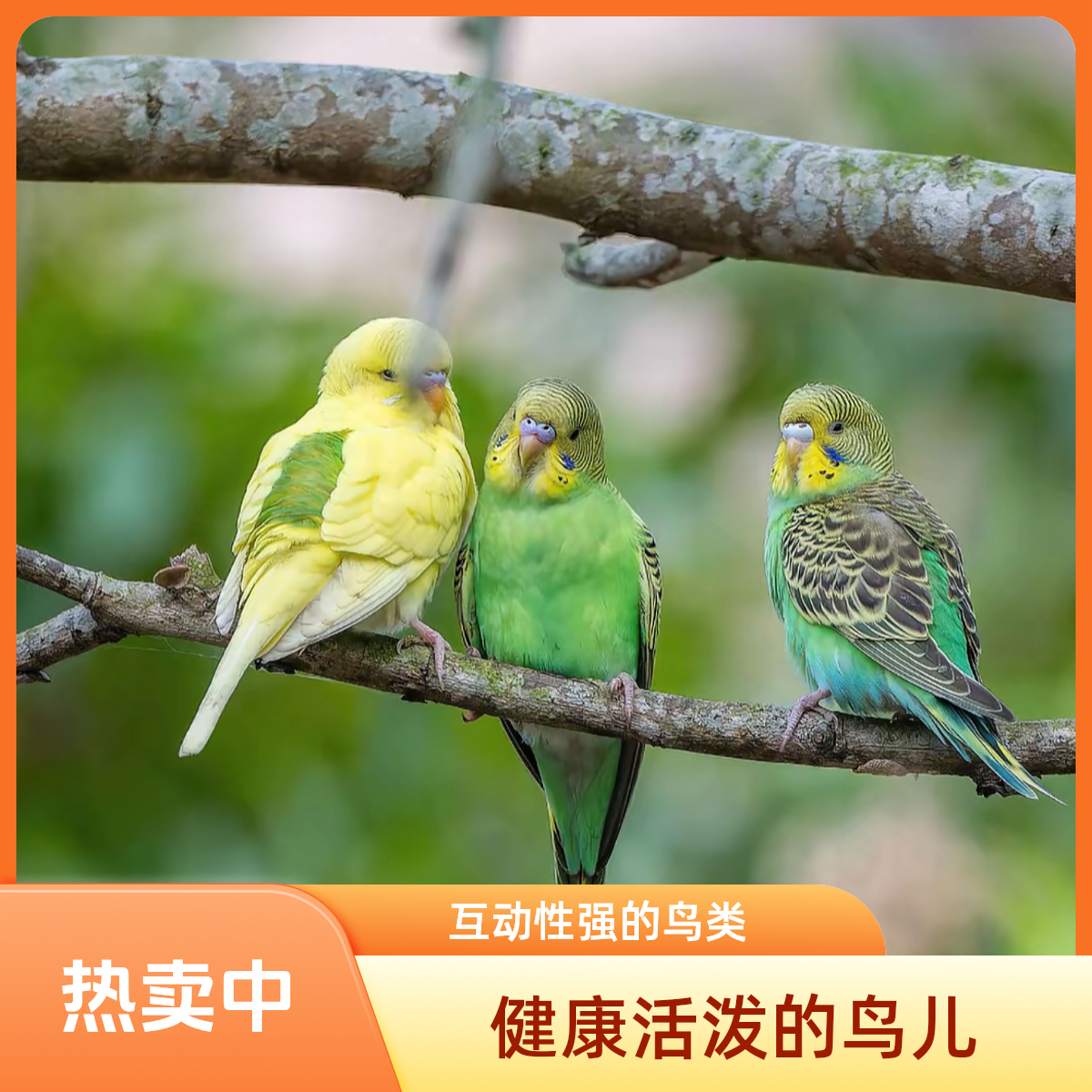 活泼可爱手养亲人会说话的虎皮鹦鹉宠物鸟