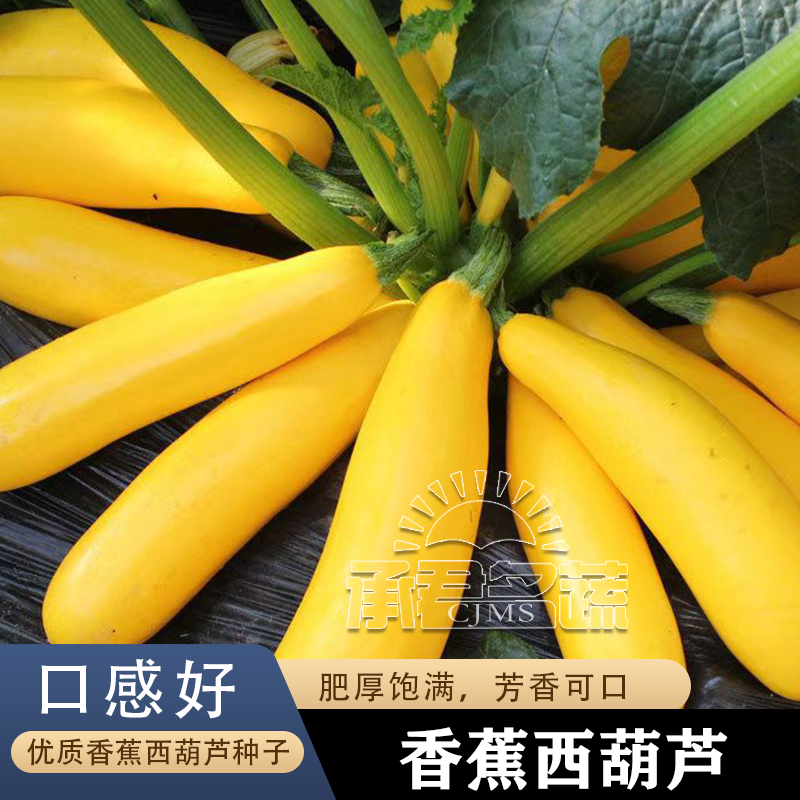 香蕉西葫芦种子进口黄色香蕉瓜种籽高产生吃阳台盆栽四季蔬菜种子