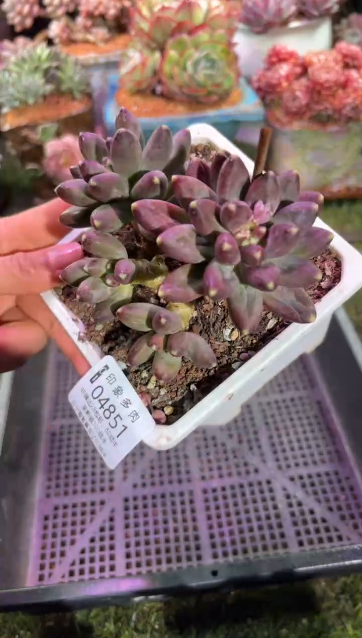 【闪购商品】04851