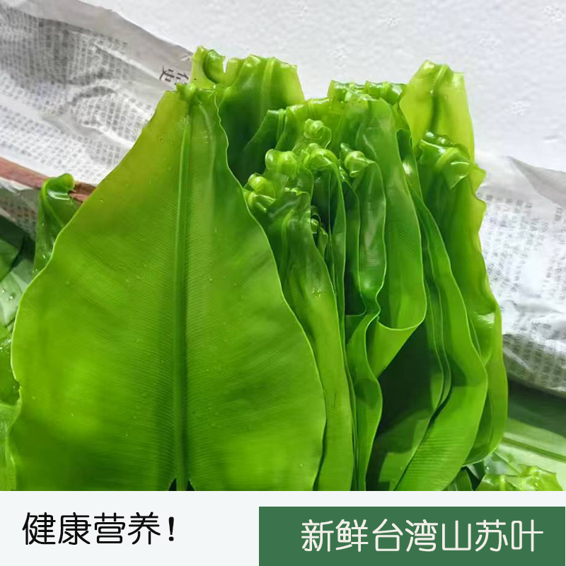 基地直发台湾山苏菜酒店特色菜台湾可食用山苏叶新鲜现发