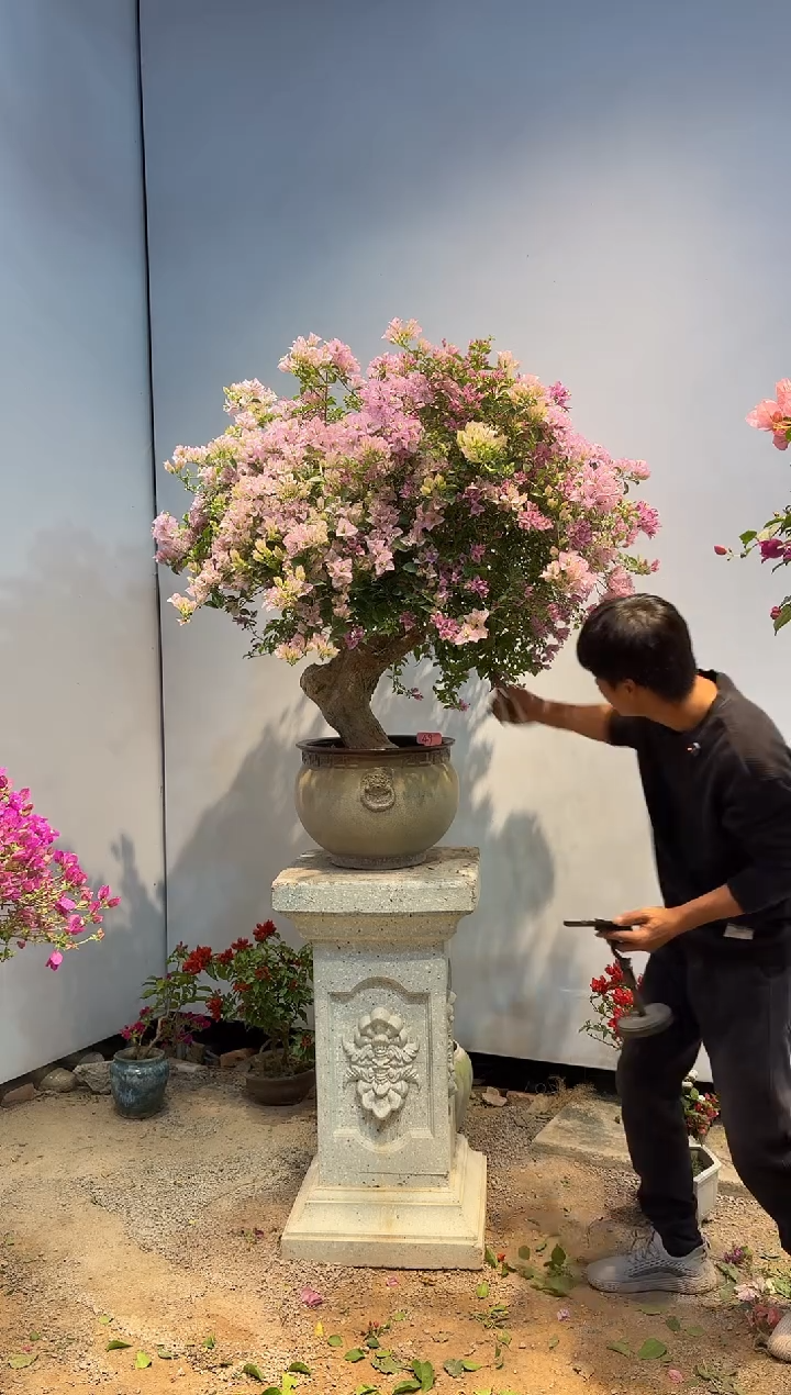 以实际为准事****切三角梅49