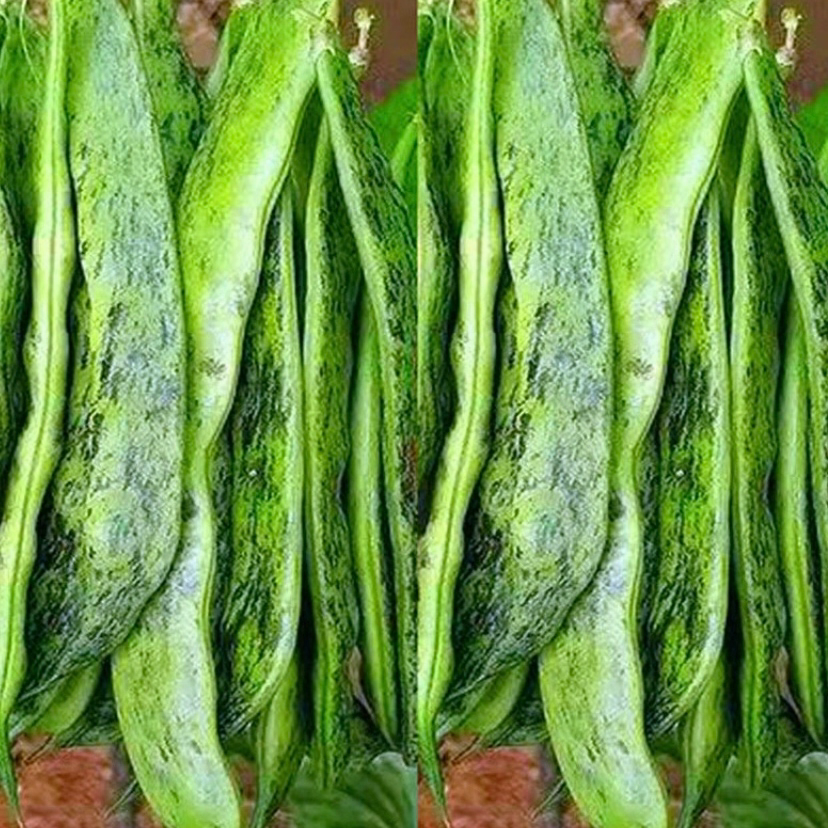 东北吉林梨树大马掌豆角新鲜蔬菜农家种植豇豆