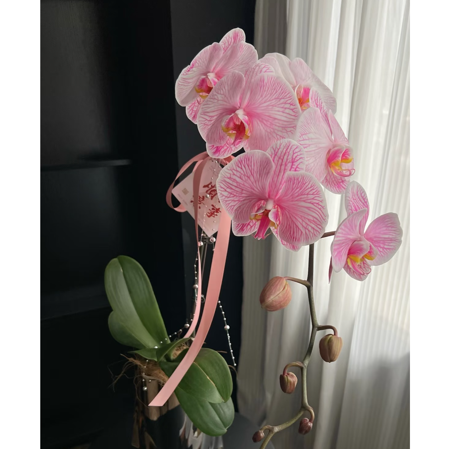 水蜜桃蝴蝶兰鲜花精致组盆开花株室内绿植（三株）