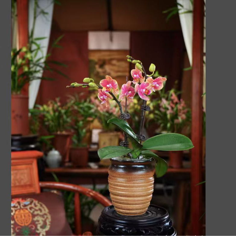 蝴蝶兰 [金蝶]10-15花苞发货 带花带花苞 室内客厅阳台 好养兰花 