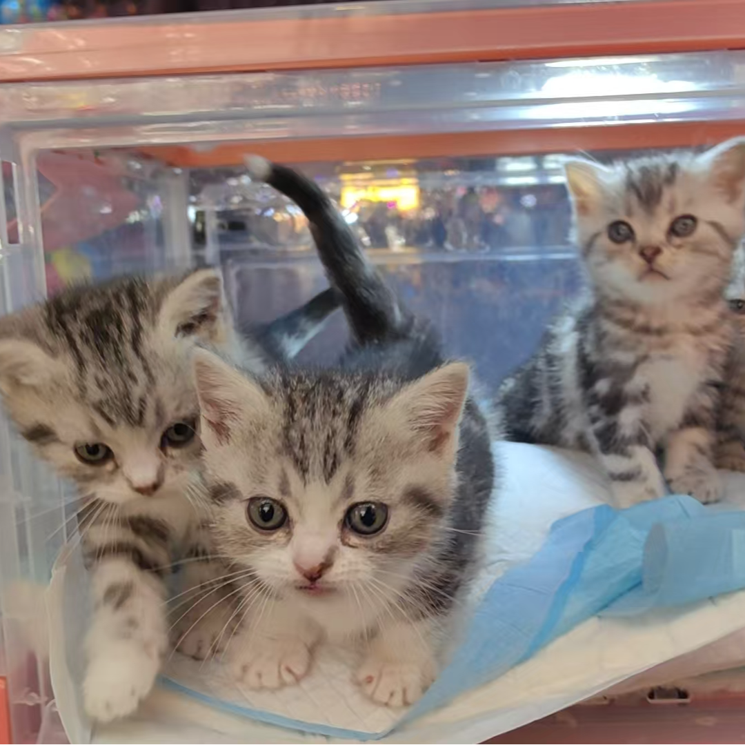  小勾勾宠物活体猫猫全款成交链接 仅支持平台交易