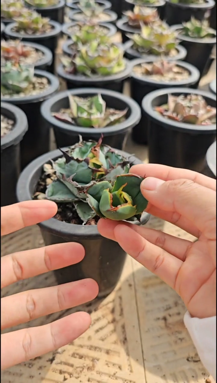 连刺卡比兽-顶芽 直播竞拍