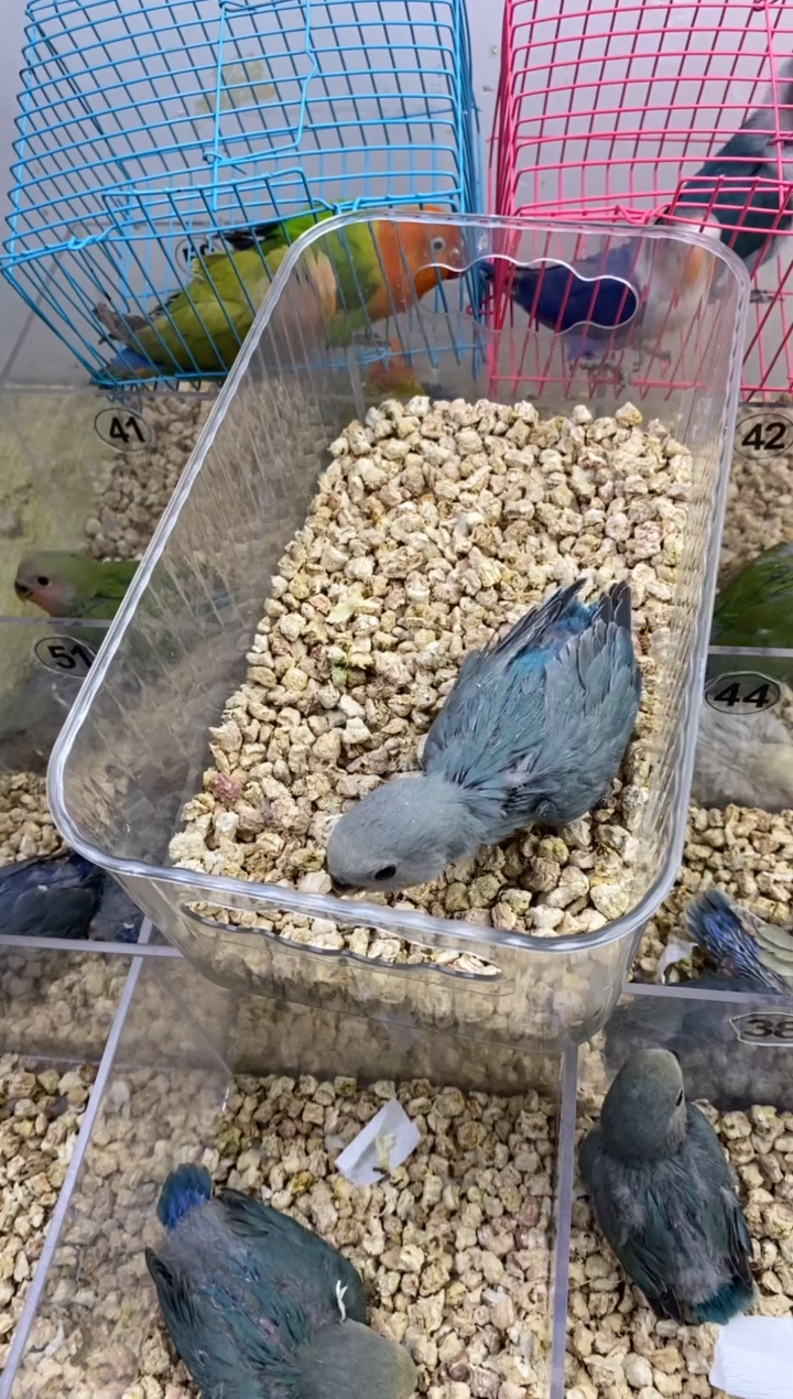 桃脸牡丹鹦鹉松银