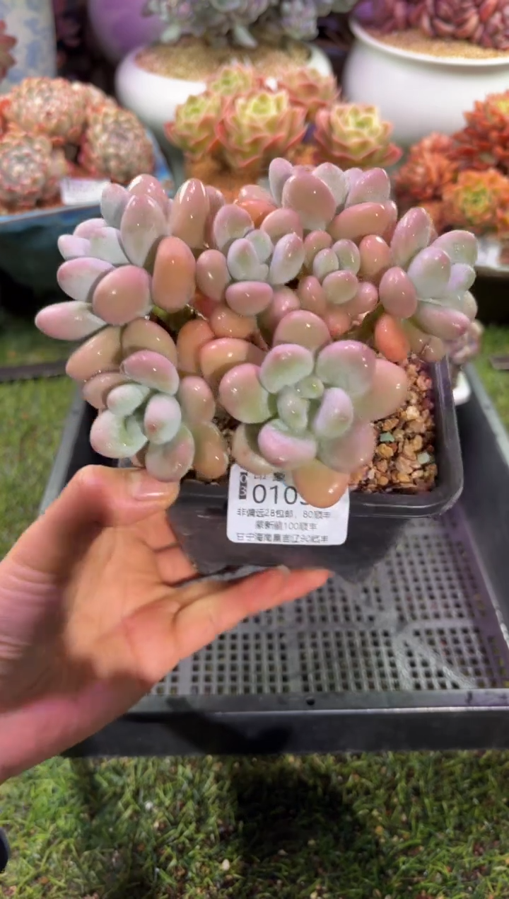 【闪购商品】01034