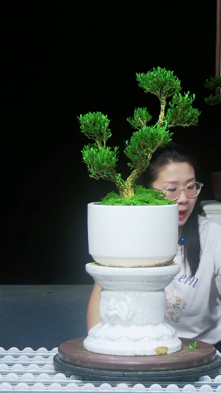 无花朵 游小北雀舌黄杨盆景艺术