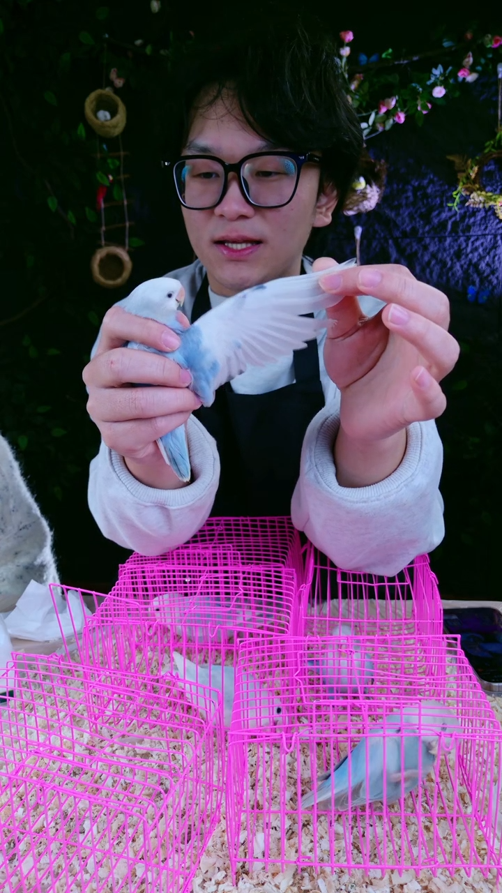 桃脸牡丹鹦鹉蓝山派
