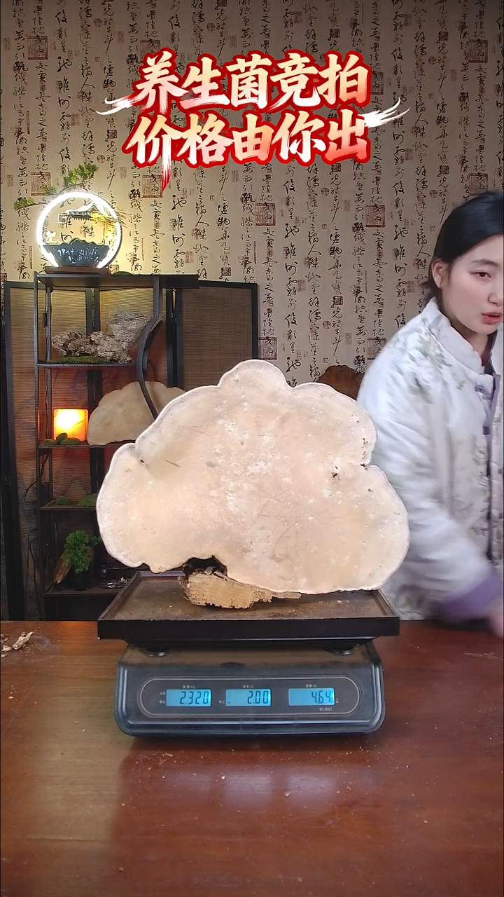 红缘拟层孔菌中国大陆【藏区野生】红缘树舌（4.64斤）50-60年份