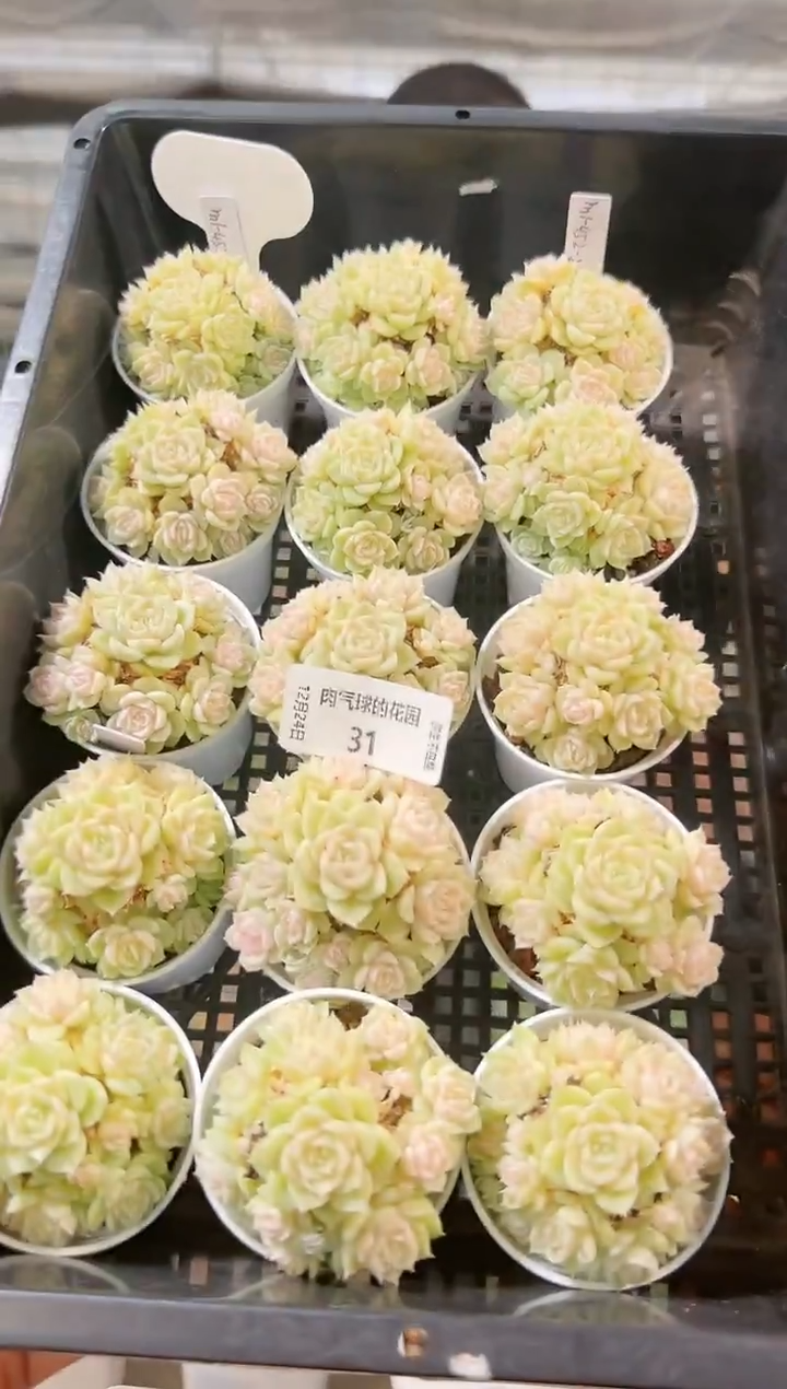 1224-31m1-452-2多肉量拍任意发一颗群生不包整