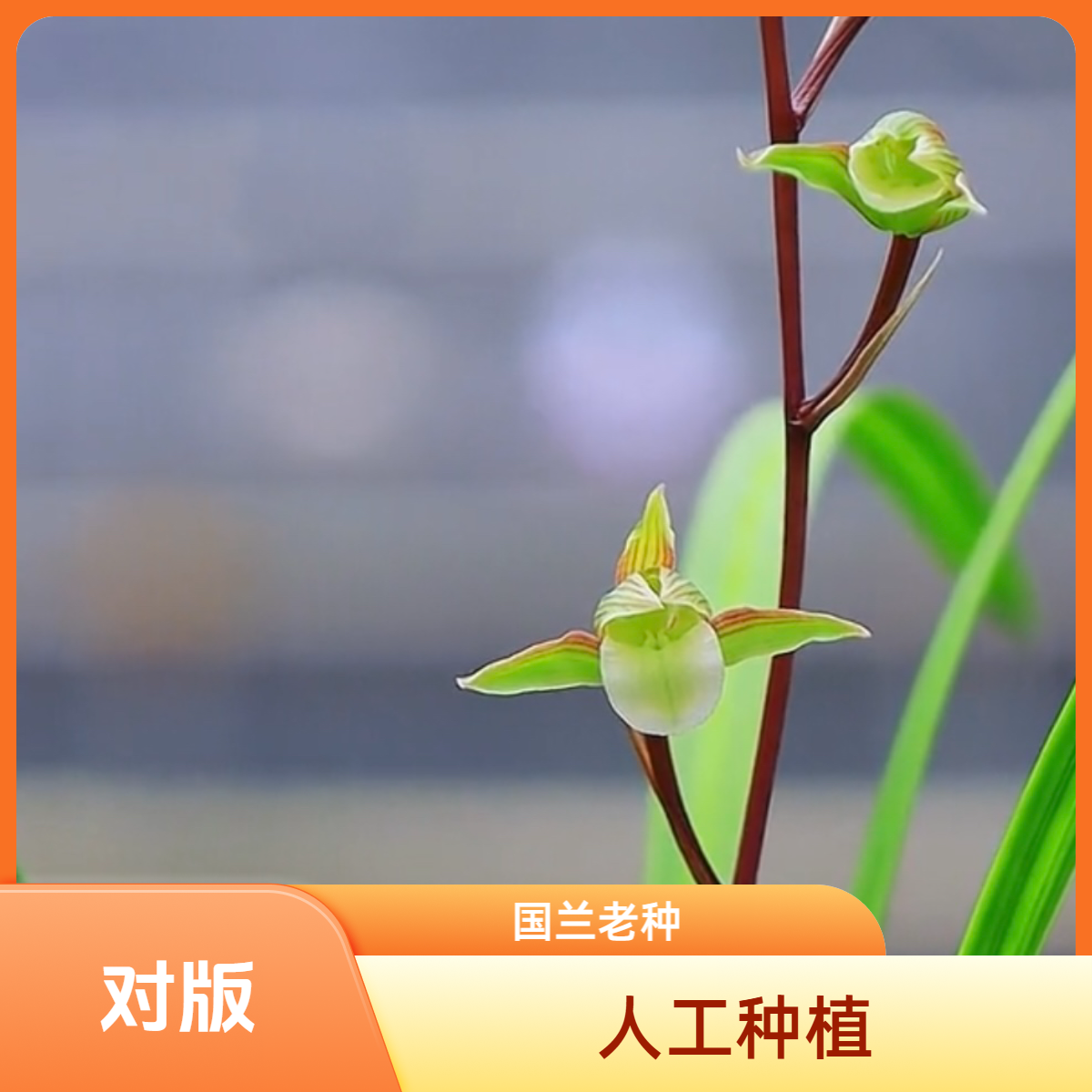 【天圆彩素】寒兰名品 老种2苗 花开浓香 好养易活 对版 人工种植