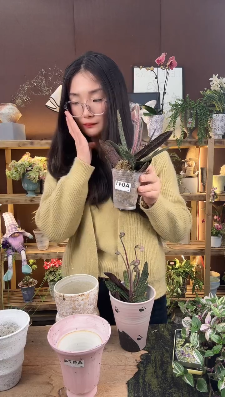 以实际为准玉女兜兰育苗盆041