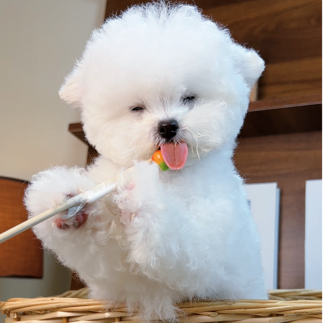 【非全款】比熊幼犬纯种-门店自提拍付链接