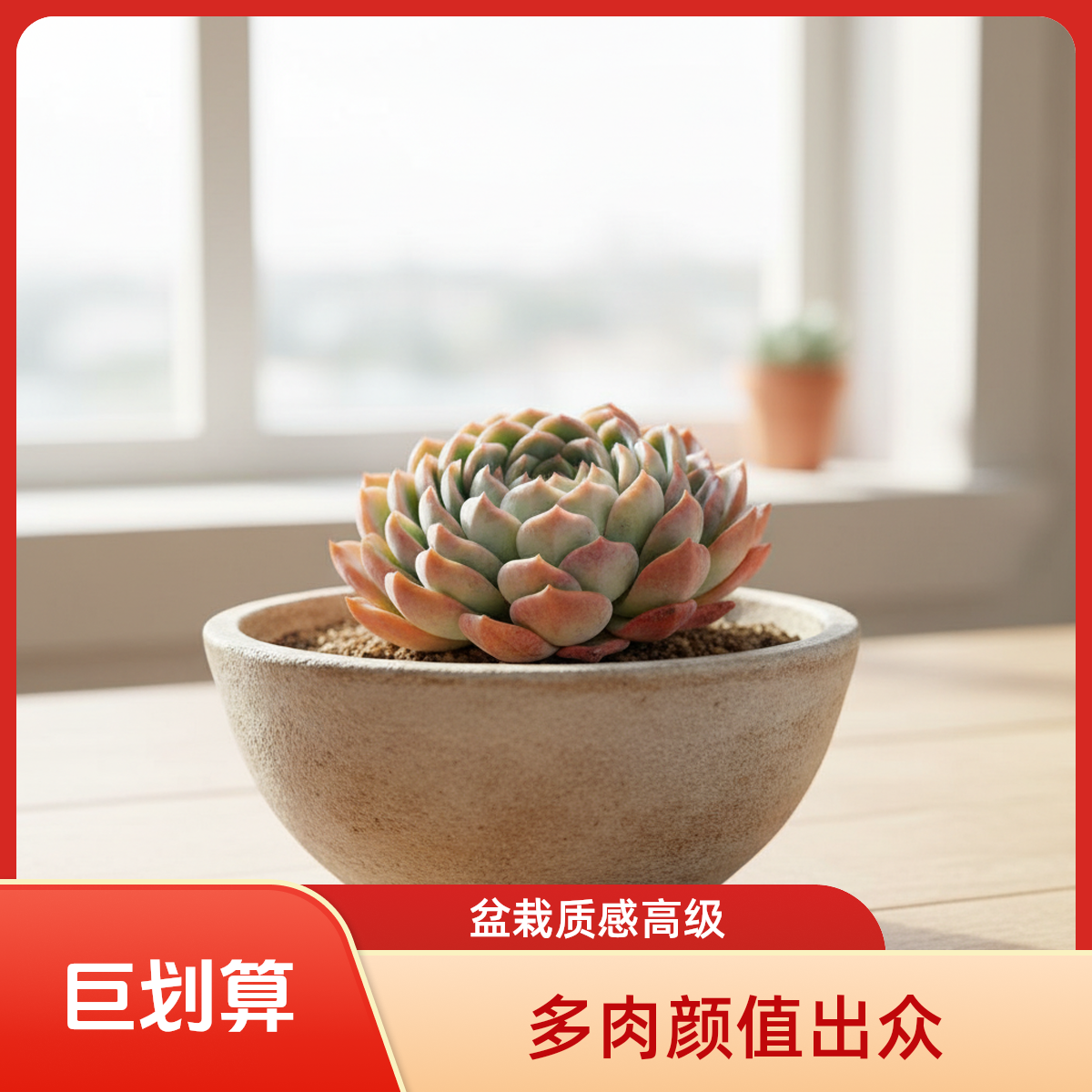 莎莎女王脱土  灵峰多肉净化空气
