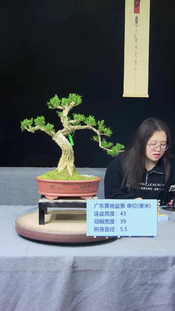 【闪购商品】黄杨盆景黄杨盆景