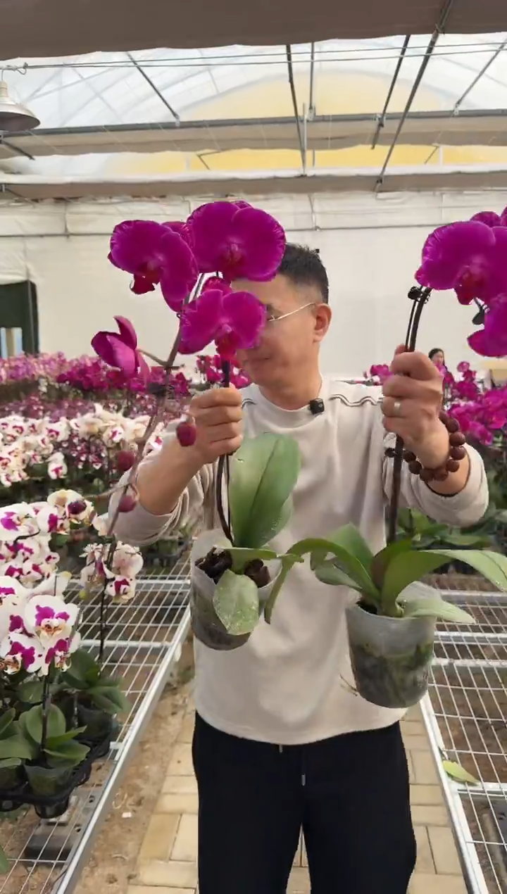 完全开放双星光芒1棵