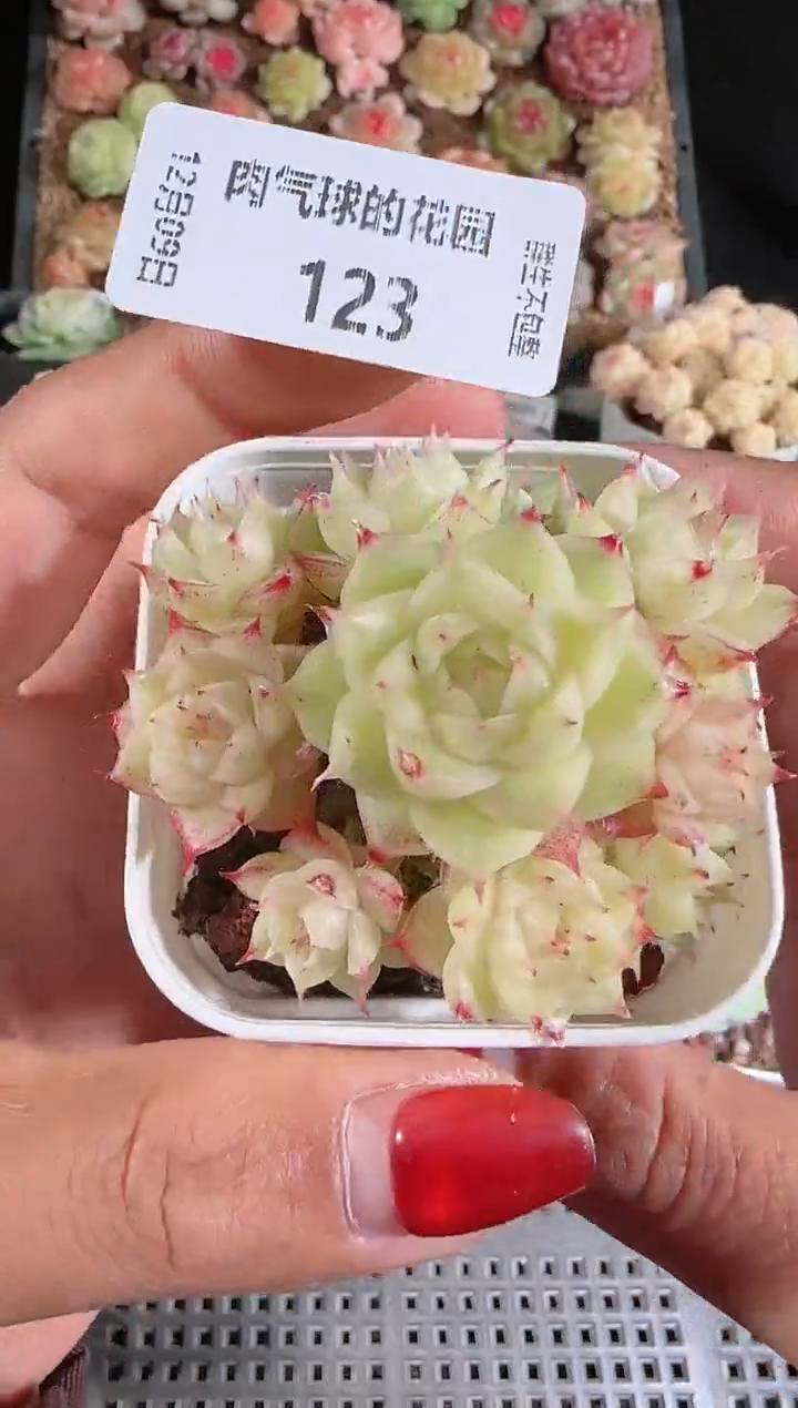 1209-123多肉群生不包整