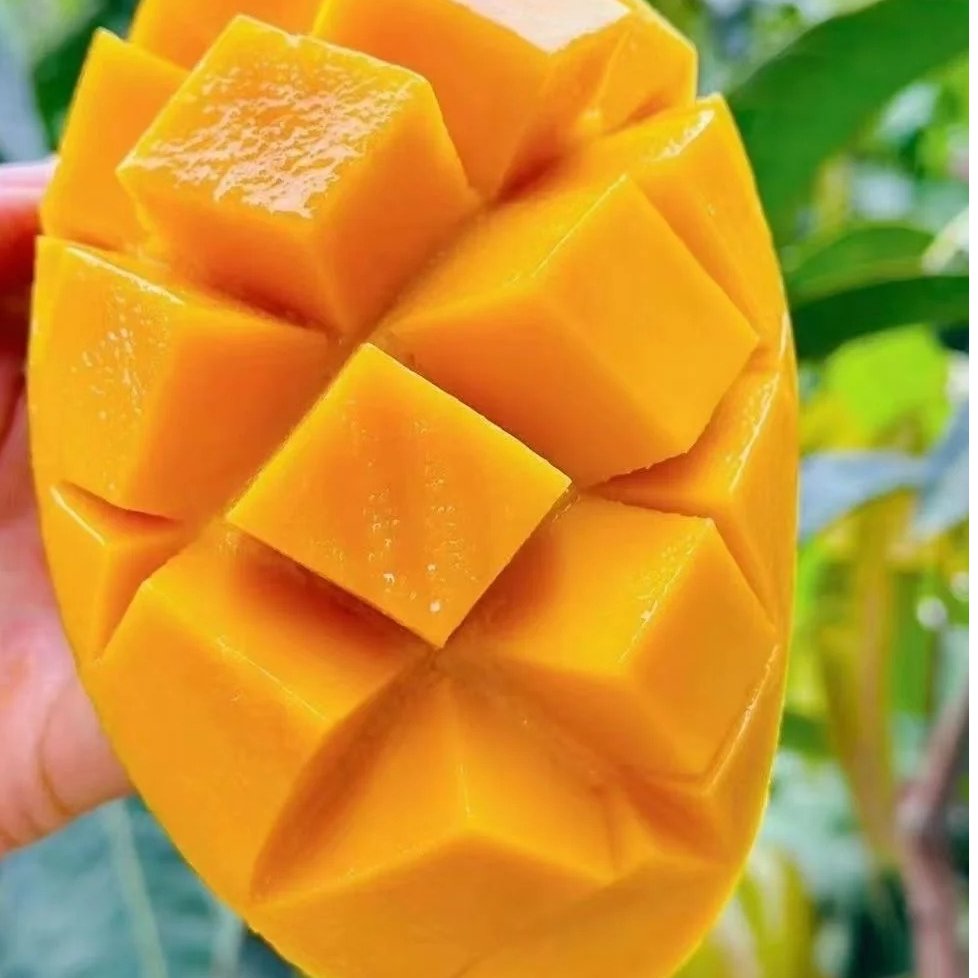 【姜婆礼盒】新到云南蜜蜂芒果水果，口感佳，汁水多5斤，礼盒装新鲜芒果海南省