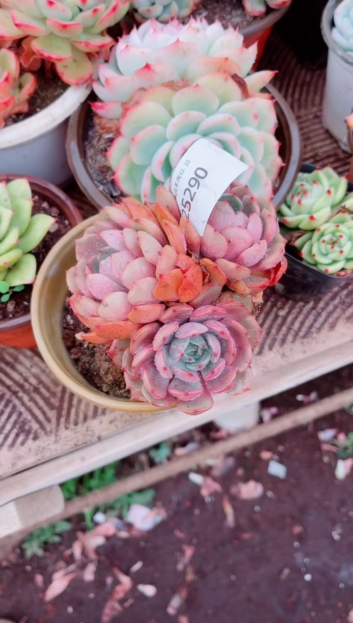 深**眠跃跃精品多肉25290