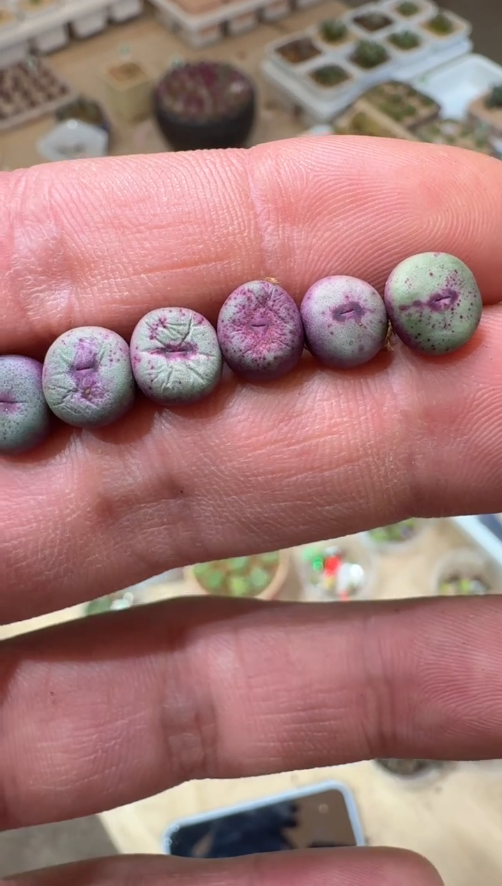 247多肉植物肉锥红嘴一颗