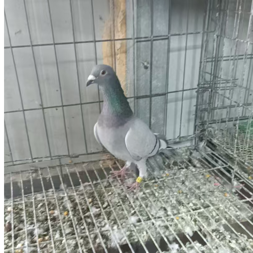 阳哥鸽子，以直播为准 图片仅供参考