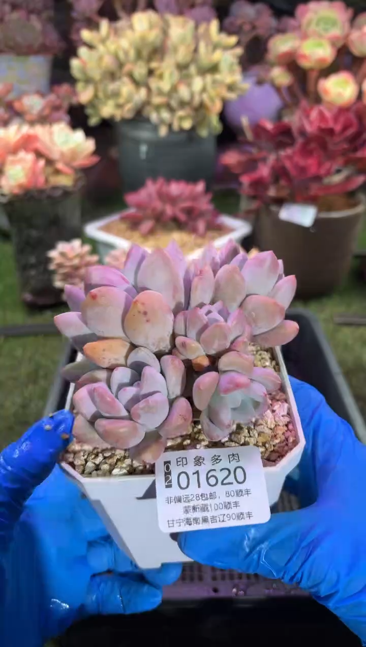 【闪购商品】01620