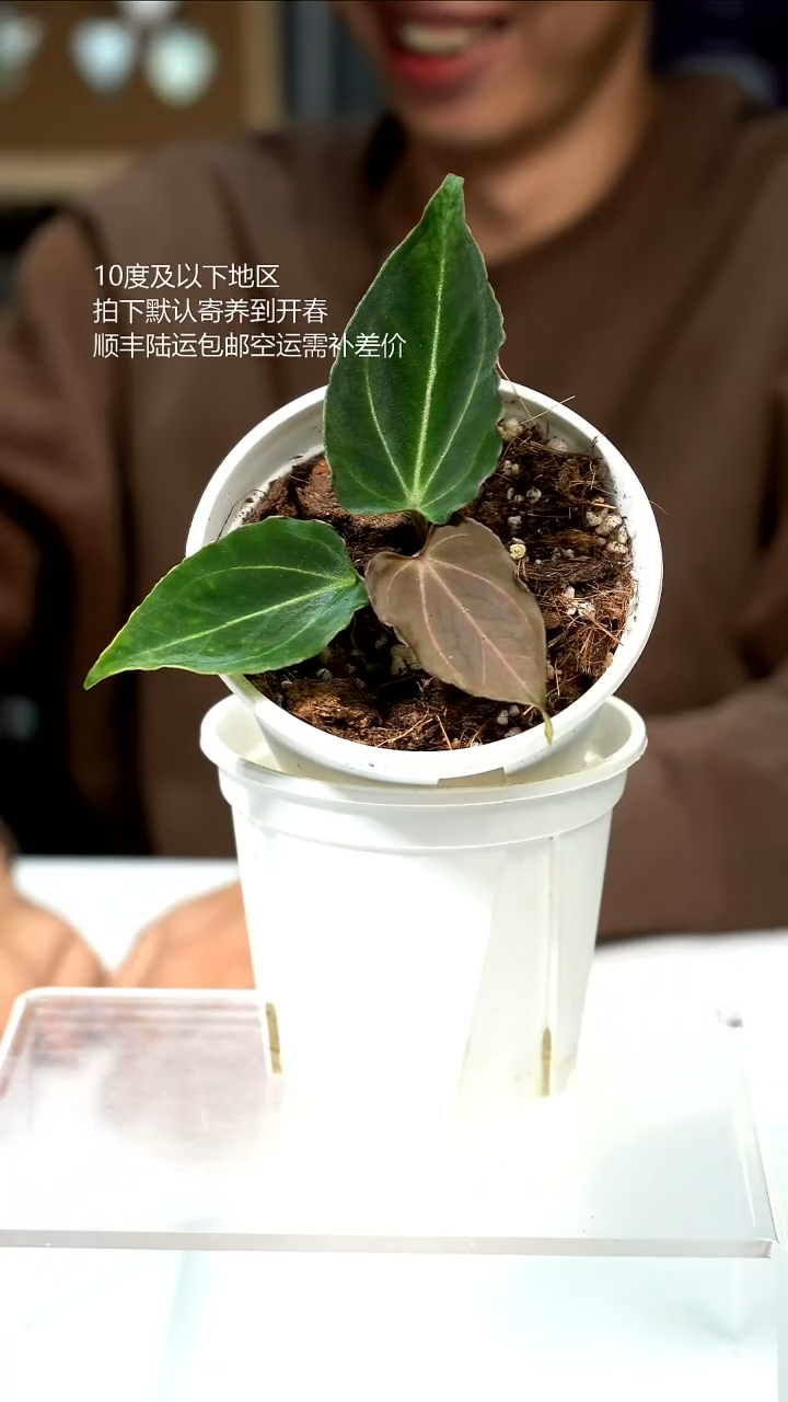 完全开放蝶叶波浪边KOS