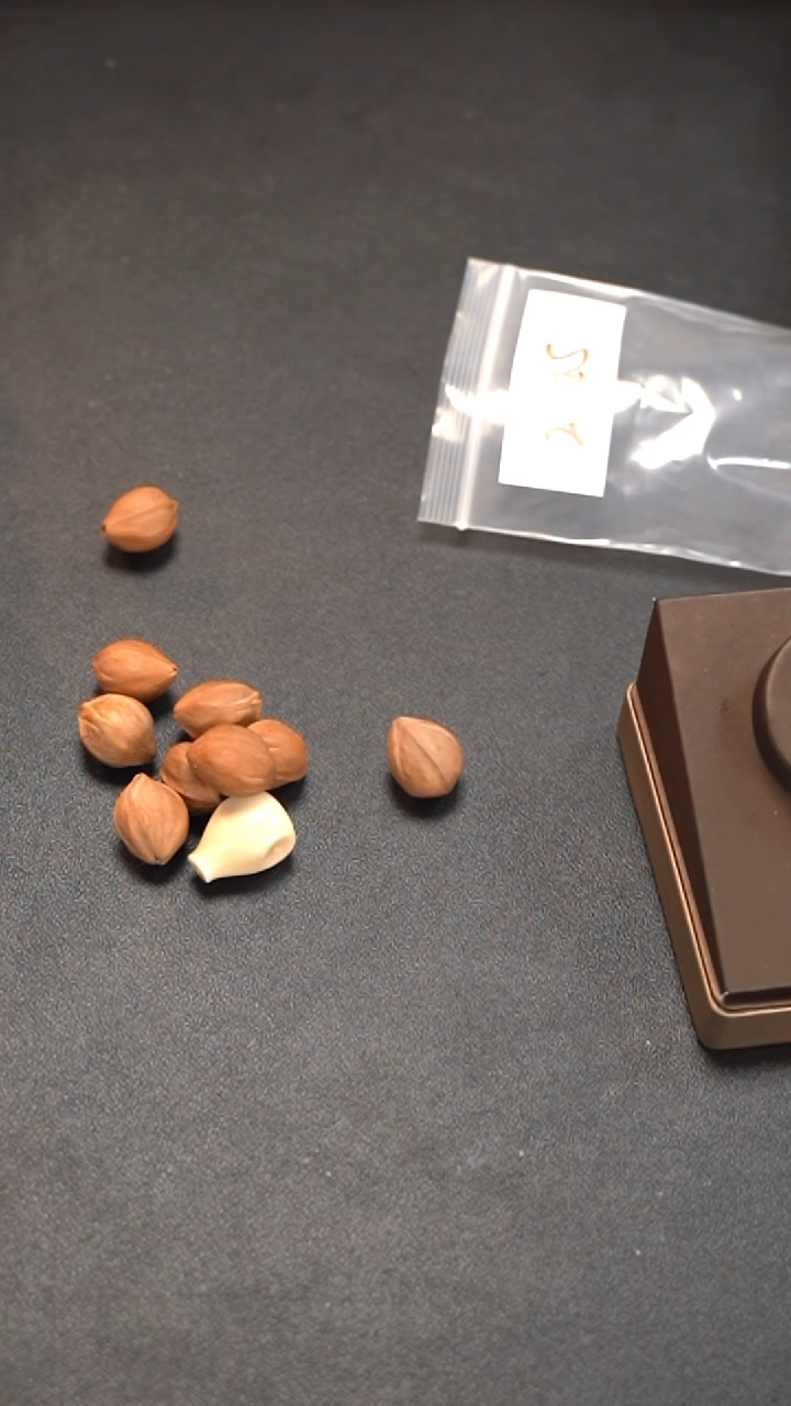 手串/手链橄榄核手串/手链橄榄核2025梅林铁核