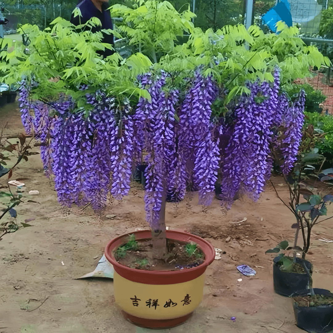 紫藤树苗植株攀爬四季开花卉盆栽地栽种植多花紫藤花苗基地直销树