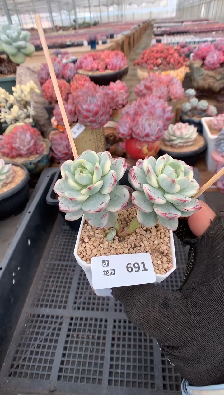 691香草锦一物一拍