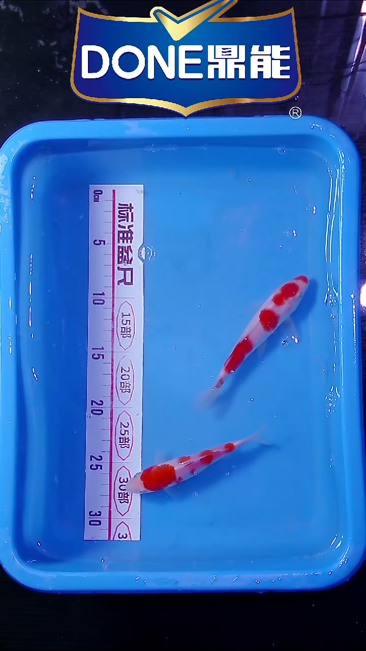 锦鲤鱼悦直播间菁选 36号