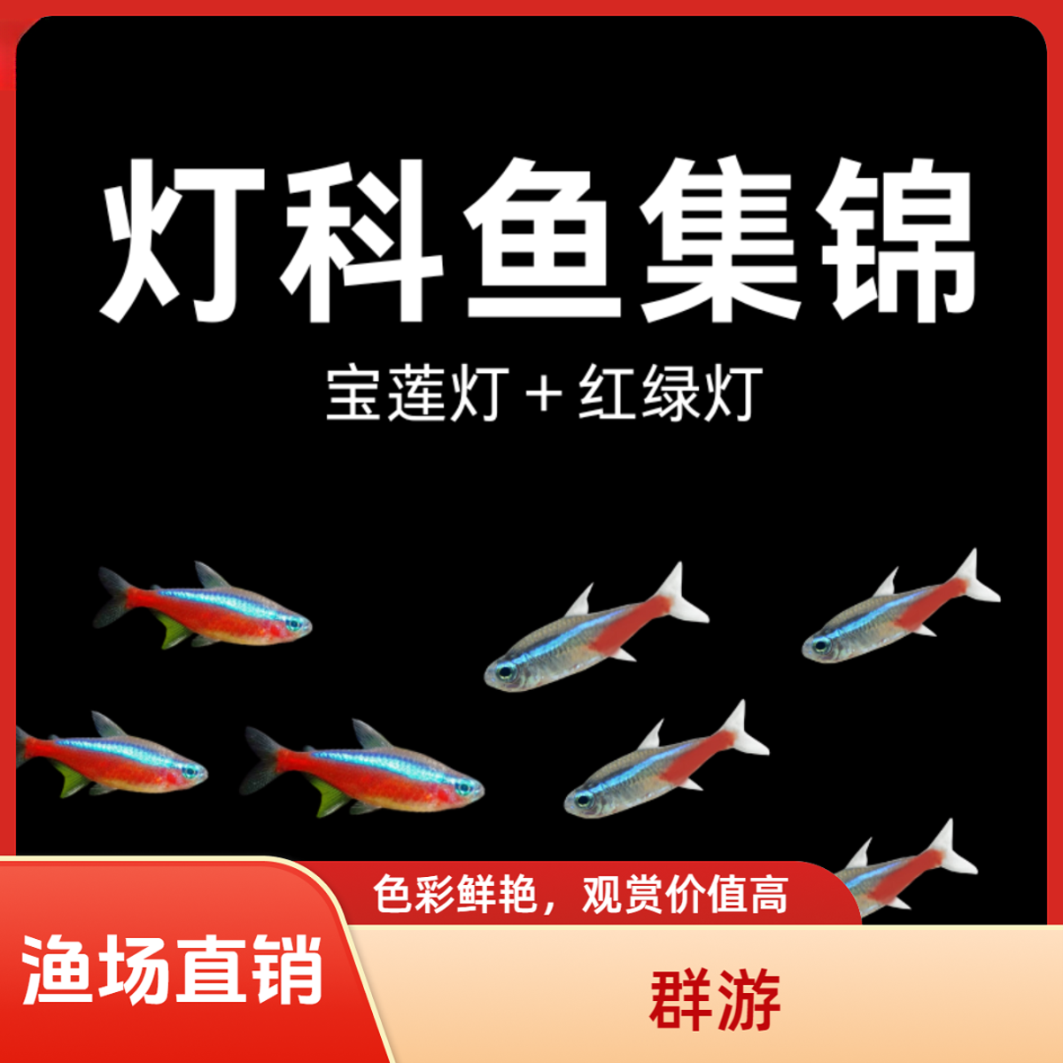 红绿灯鱼宝莲灯鱼灯科鱼合集等热带小型灯科观赏鱼淡水群游鱼