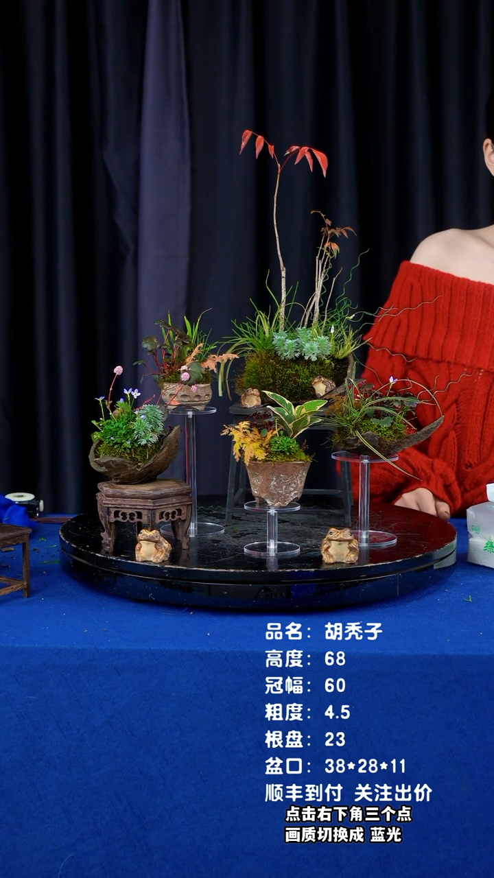 【闪购商品】山野草日本鞍马石