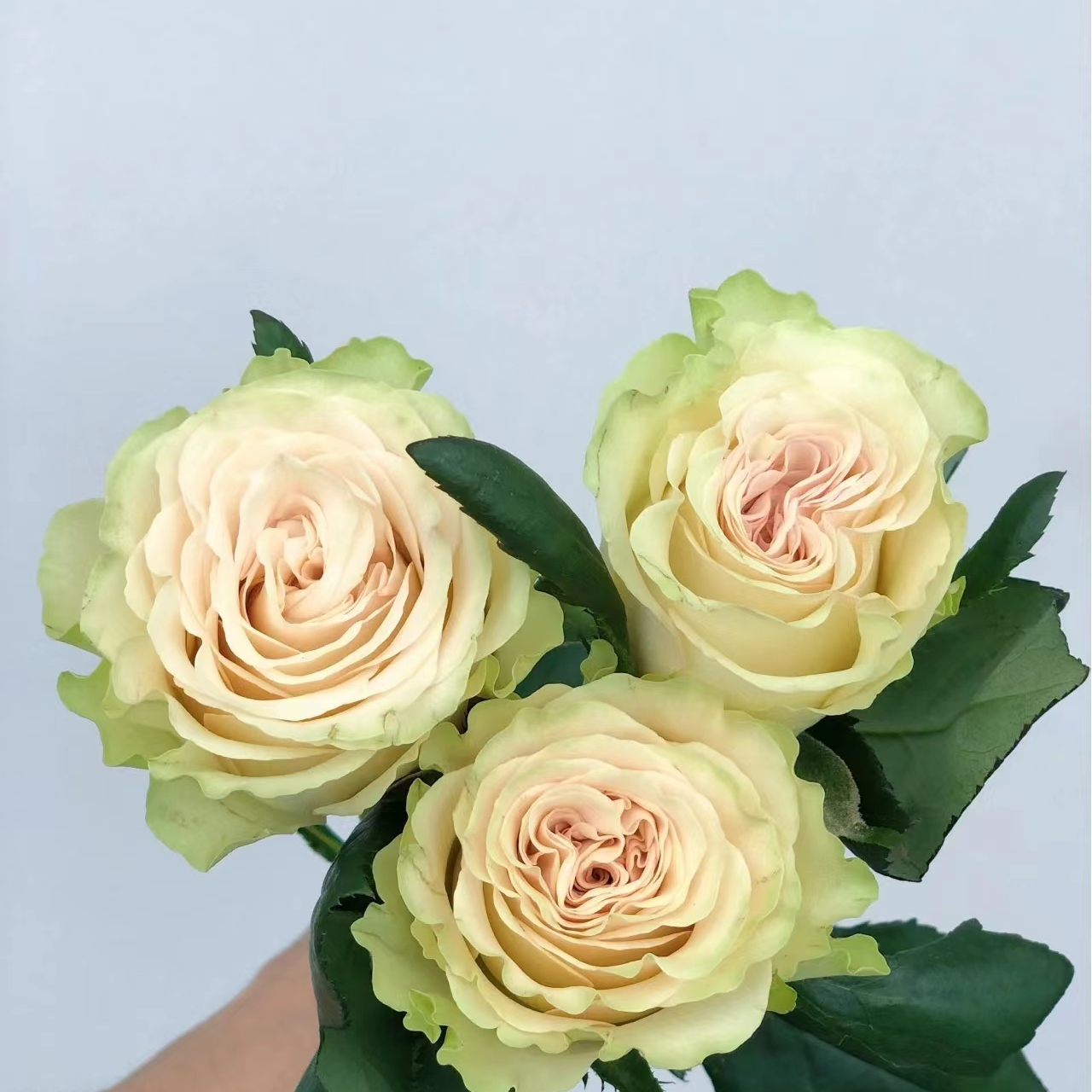 琉璃翠，一单包邮，两单升级顺丰冷链包邮【花信玺玫瑰】    