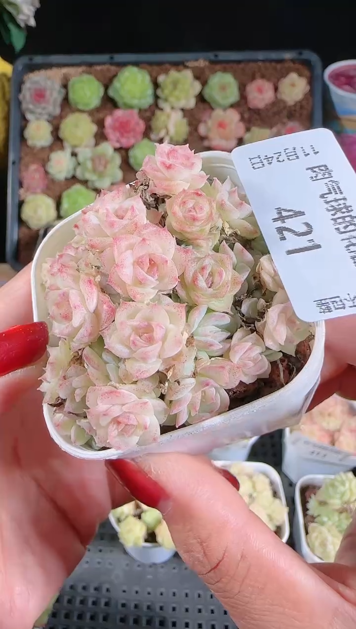 1124-421群生不包整