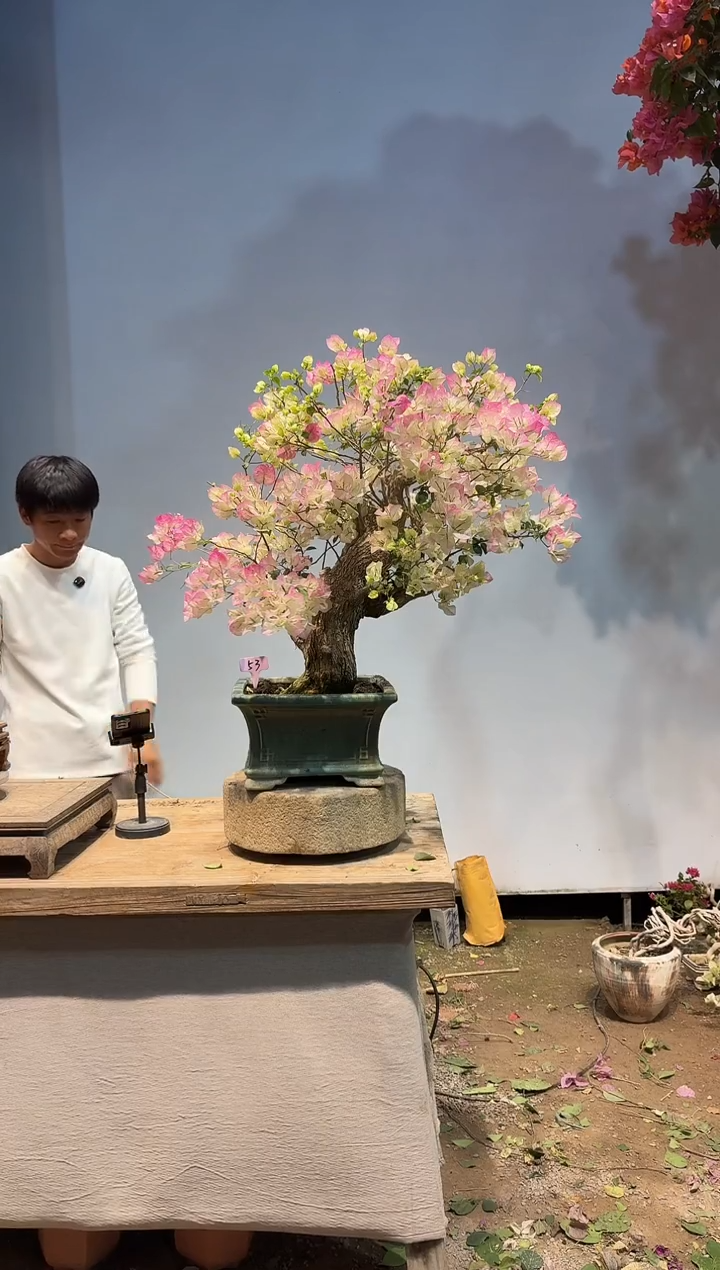以实际为准a**e三角梅53